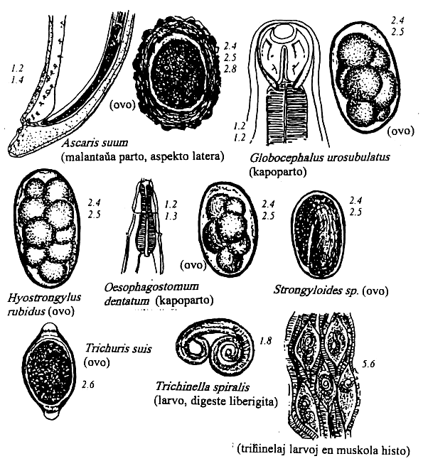 nematodoj de porko